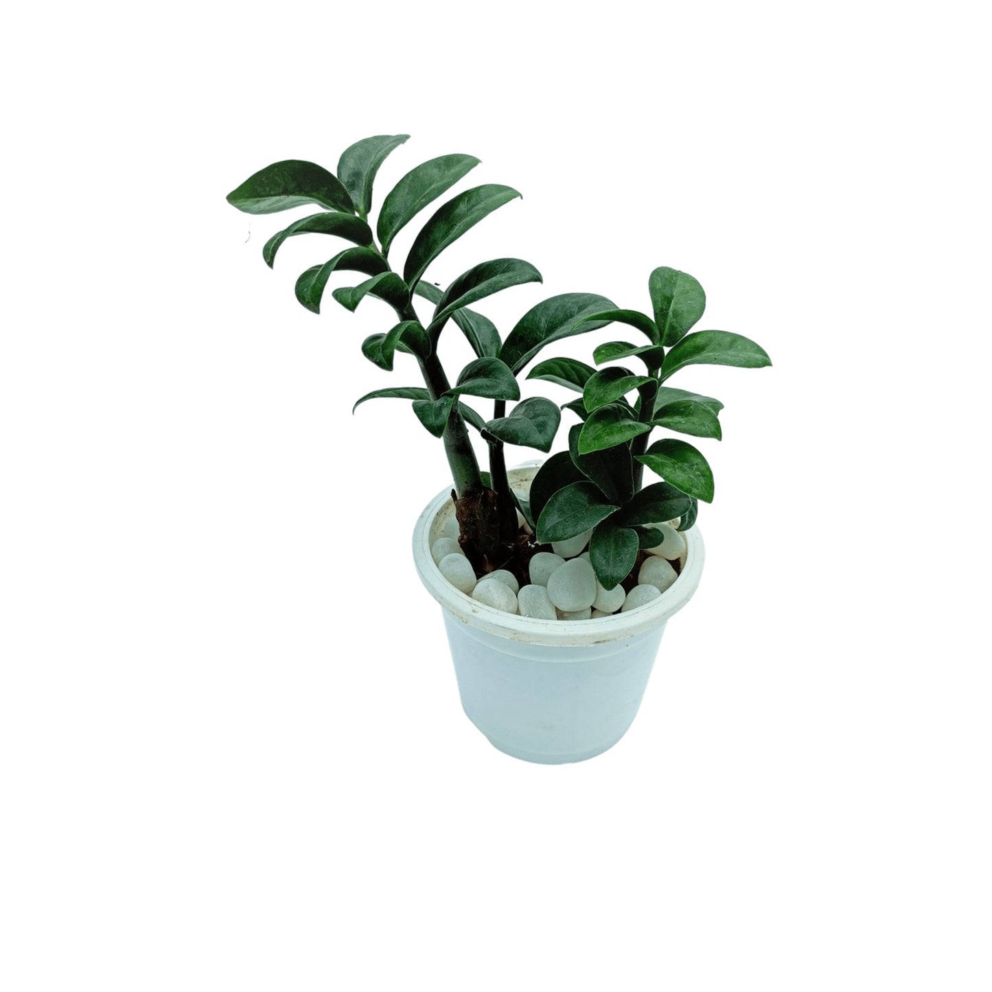 Dwarf ZZ Zamia