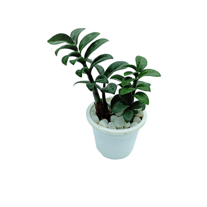 Dwarf ZZ Zamia