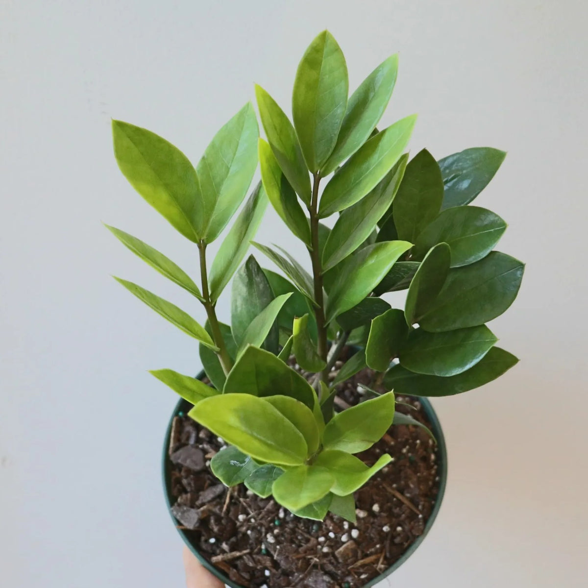 Green Zamia Zamioculas Zamiifolia or ZZ Plant - plant store® 