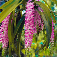 Foxtail Rhyncostyllis Orchid Seedling