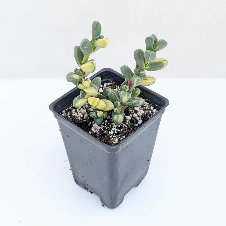 Variegated Corpuscularia Lehmanni Bare Rooted - plant store® 