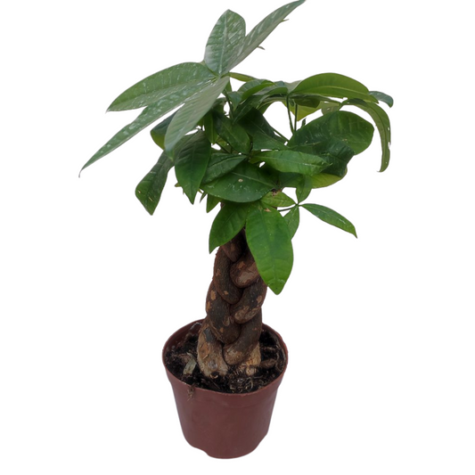 Braided Pachira Money Tree