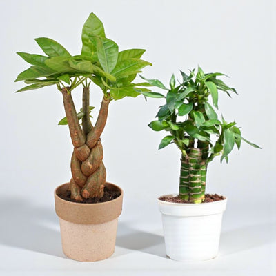 Vastu Prosperity Plants Duo