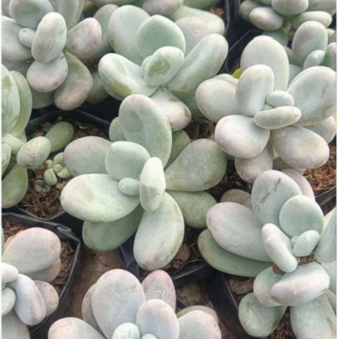 Blue Moonstone Pachyphytum Oviferum (Bare Rooted)