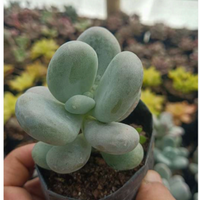 Blue Moonstone Pachyphytum Oviferum (Bare Rooted)