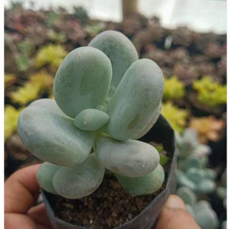 Blue Moonstone Pachyphytum Oviferum (Bare Rooted)