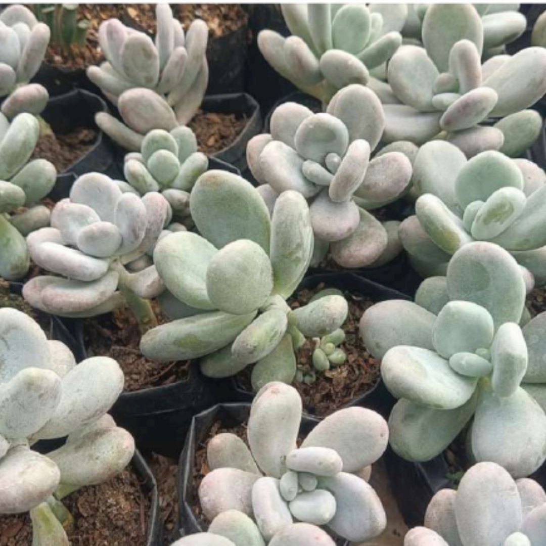 Blue Moonstone Pachyphytum Oviferum (Bare Rooted)