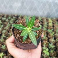 Pachypodium Horombense (Bare Rooted)