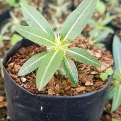 Pachypodium Horombense