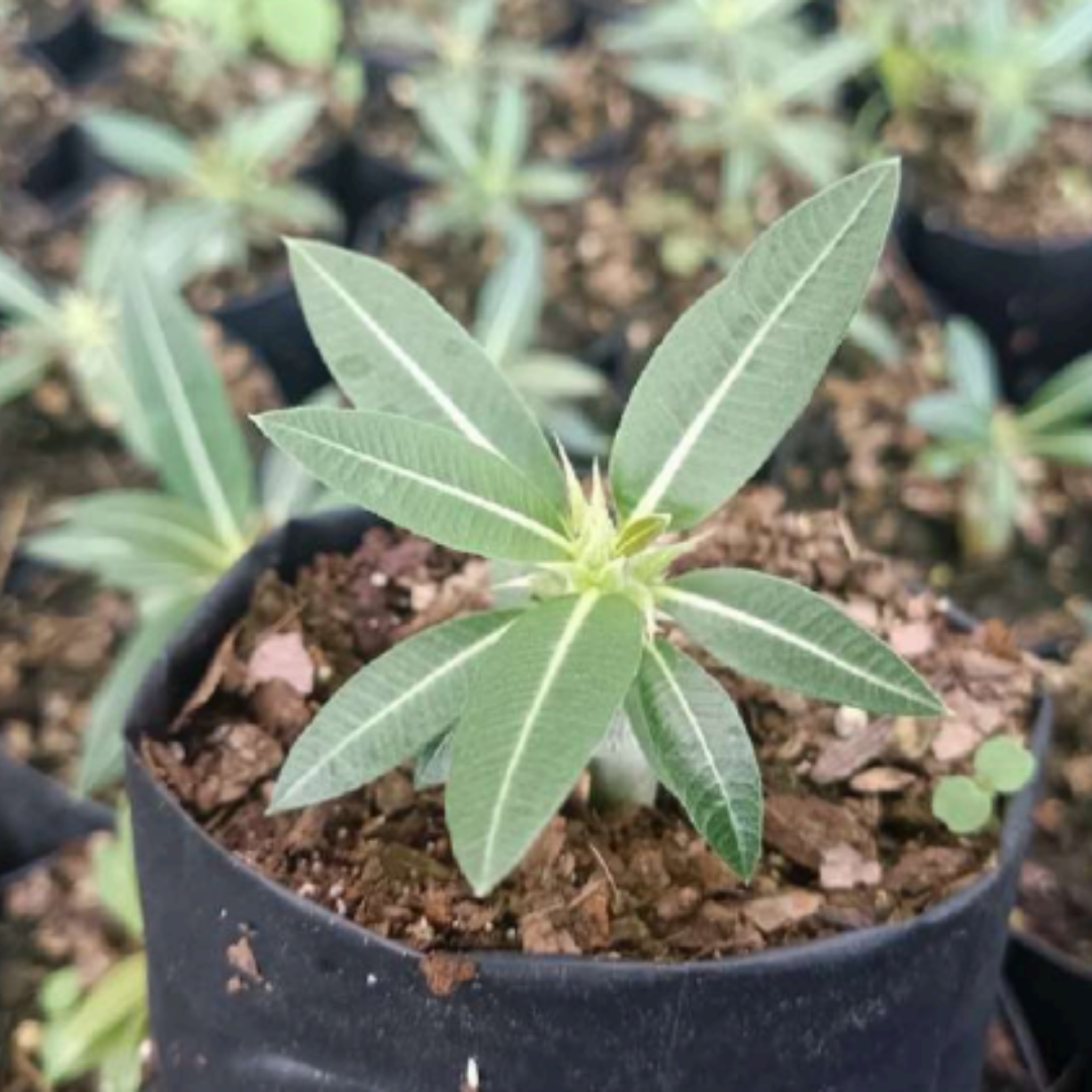 Pachypodium Horombense (Bare Rooted)