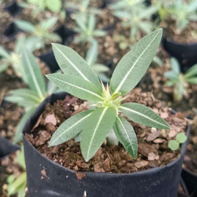 Pachypodium Horombense