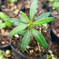 Pachypodium succulentum (Bare Rooted)