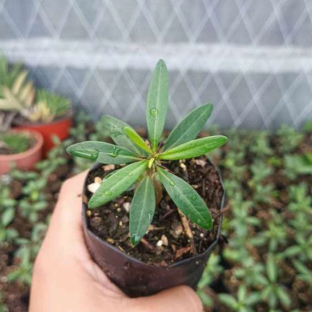 Pachypodium succulentum (Bare Rooted)