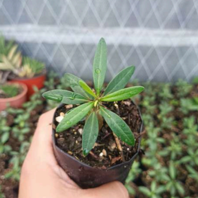 Pachypodium succulentum