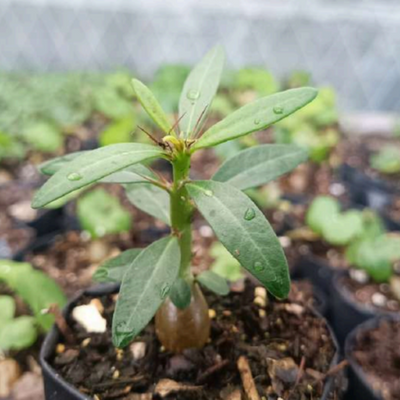 Pachypodium succulentum