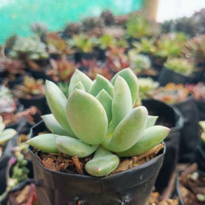 Pachyveria Pachyphytoides (Bare Rooted)