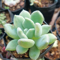 Pachyveria Pachyphytoides (Bare Rooted)