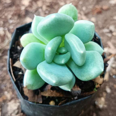 Pachyveria Pachyphytoides (Bare Rooted)