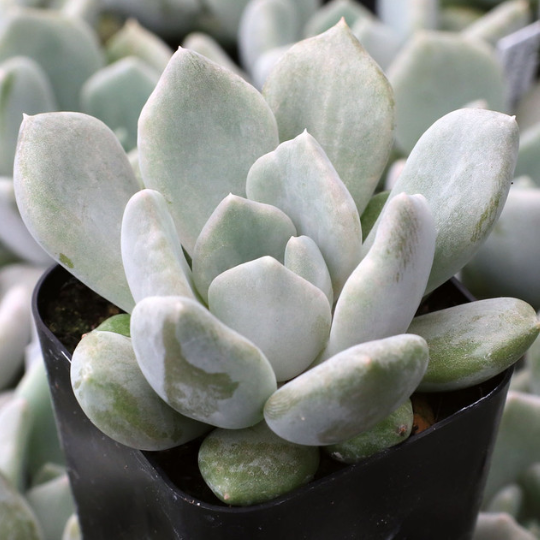 Pachyveria Pachyphytoides (Bare Rooted)