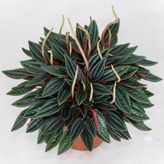 Peperomia Caperata “Rosso”