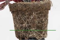 Peperomia Caperata “Frost” Bare Rooted - plant store® 