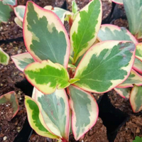 Peperomia Clusiifolia (Bare Rooted)