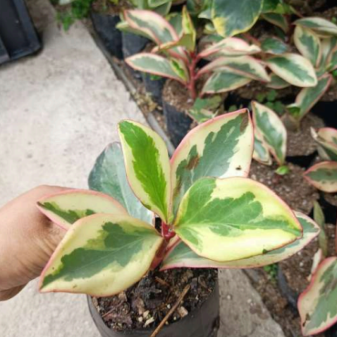 Peperomia Clusiifolia (Bare Rooted)