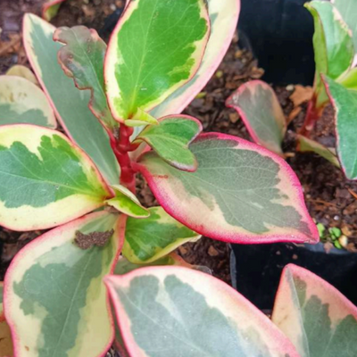Peperomia Clusiifolia (Bare Rooted)