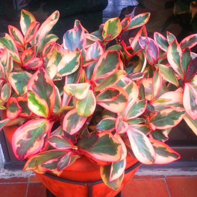 Peperomia Clusiifolia (Bare Rooted)