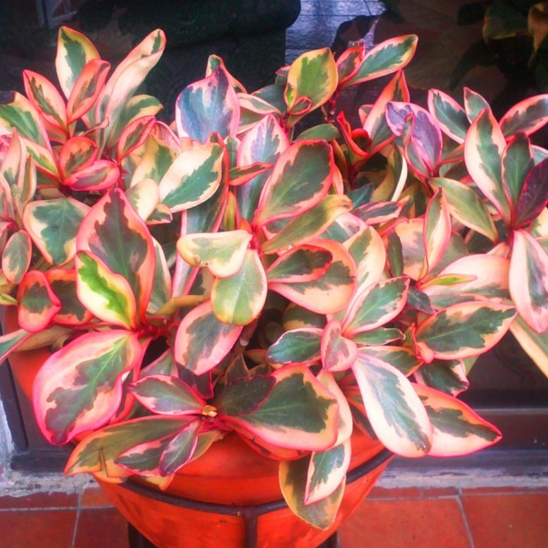 Peperomia Clusiifolia (Bare Rooted)