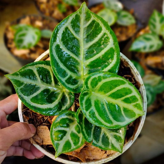 Anthurium Dorayaki Silver