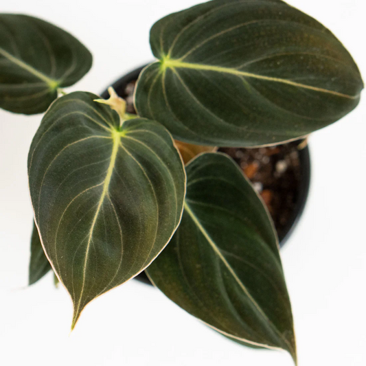 Philodendron Melanochrysum Melano - Rare