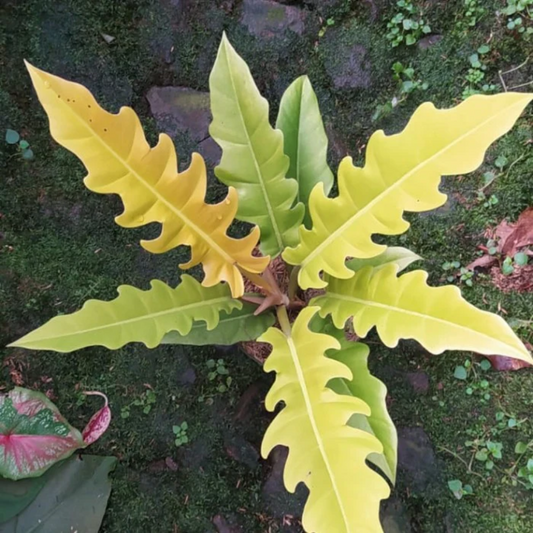 Philodendron Golden Saw Crocodile