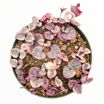 String Symphony : Combo of 5 Plants  Bare Rooted