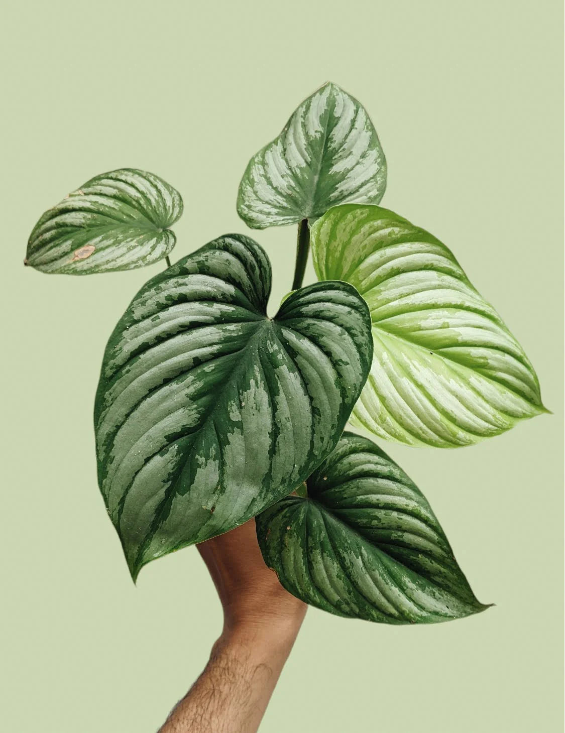 Philodendron Mamei Silver Cloud - plant store® 
