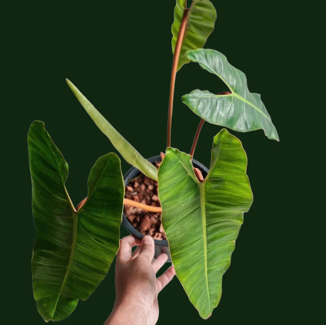 philodendron Billietiae - plant store® 