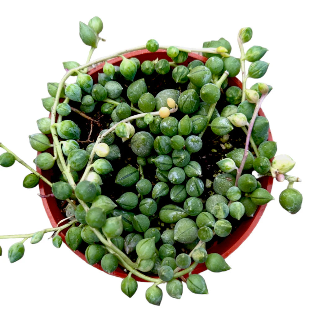 Variegated String of Tears (Bare rooted)