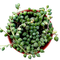 Variegated String of Tears (Bare rooted)