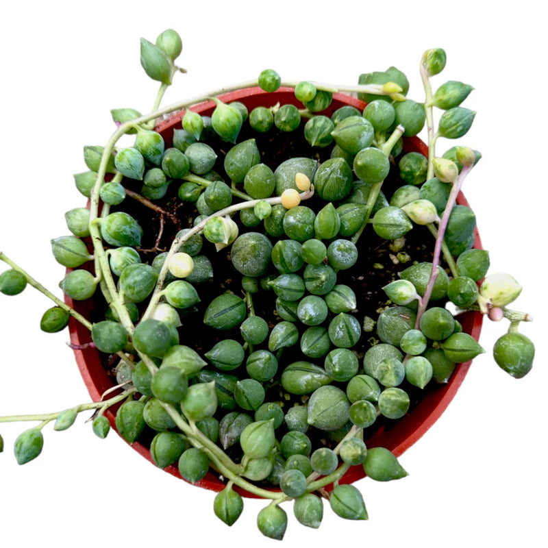 Variegated String of Tears (Bare rooted)