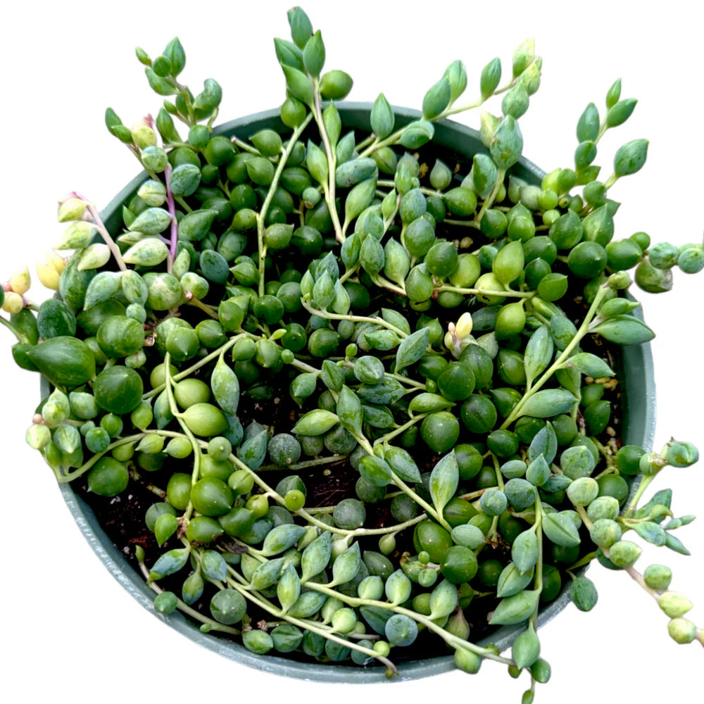 Variegated String of Tears (Bare rooted)