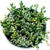 Variegated String of Tears (Bare rooted)
