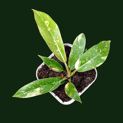 Philodendron Ring Of Fire Variegated