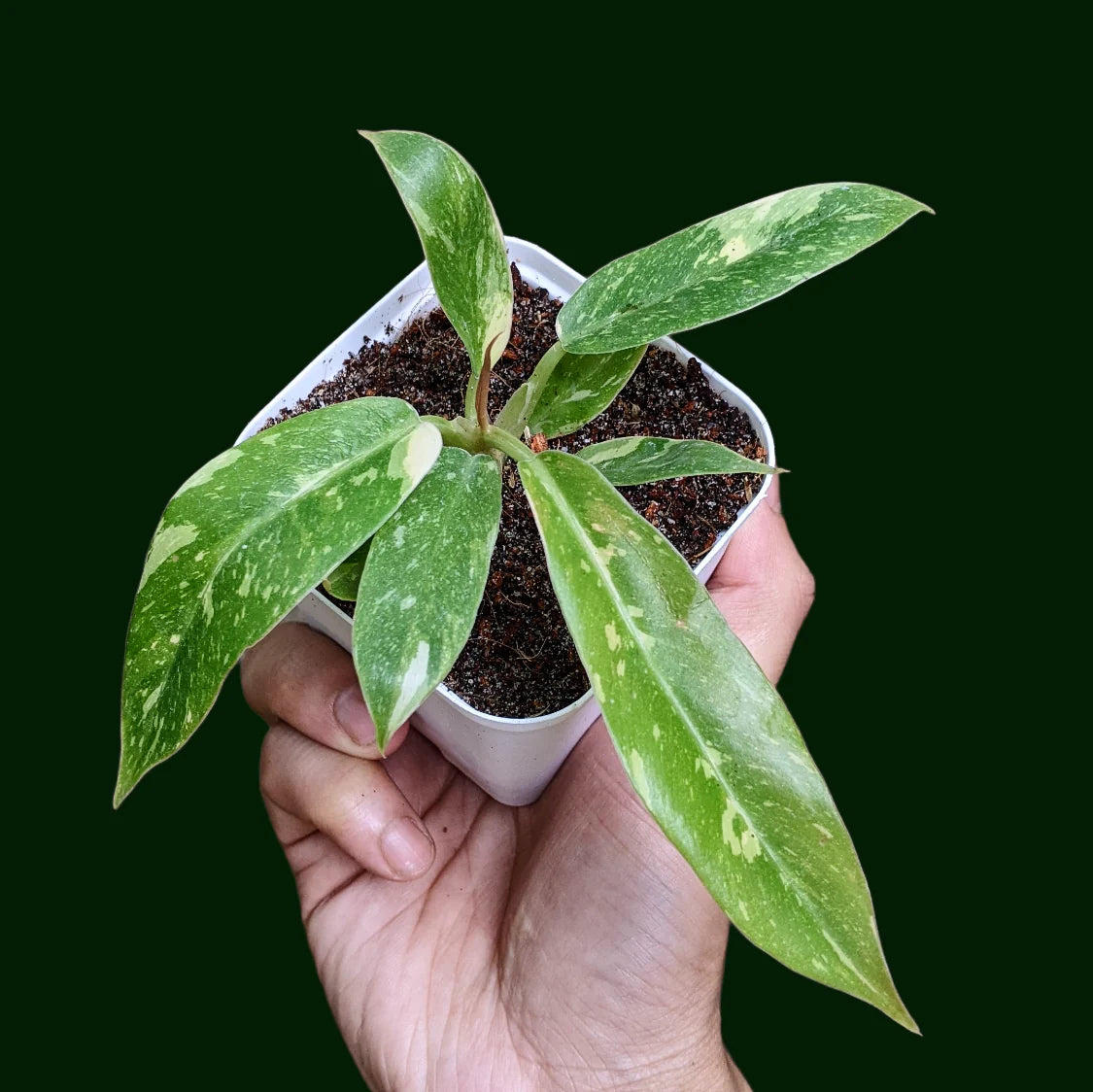 Philodendron Ring Of Fire Variegated