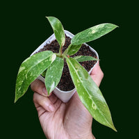 Philodendron Ring Of Fire Variegated - plant store® 
