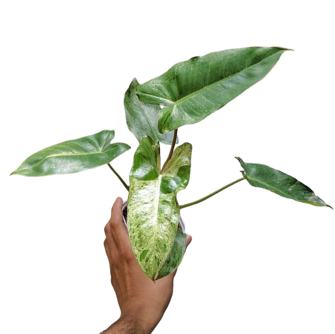 Philodendron Paraiso Verde - plant store® 