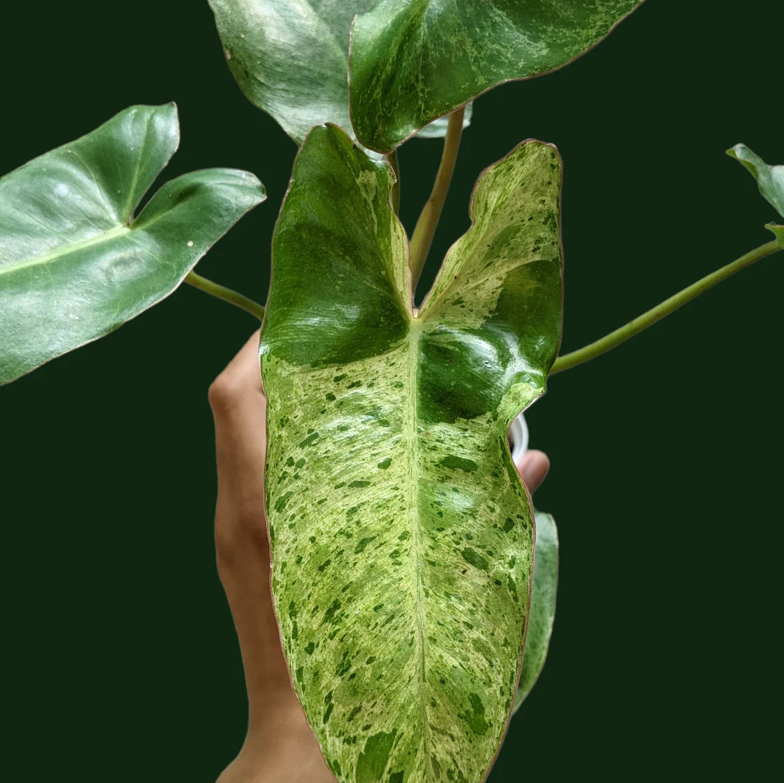 Philodendron Paraiso Verde - plant store® 