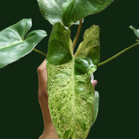Philodendron Paraiso Verde - plant store® 
