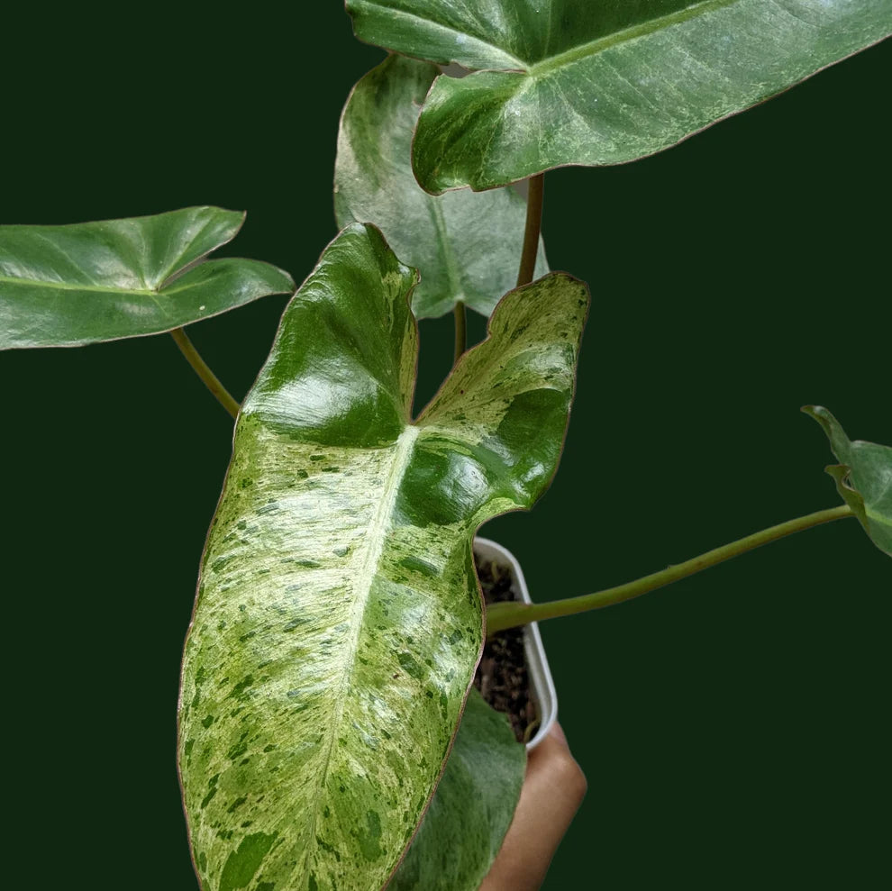 Philodendron Paraiso Verde - plant store® 