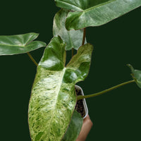 Philodendron Paraiso Verde - plant store® 