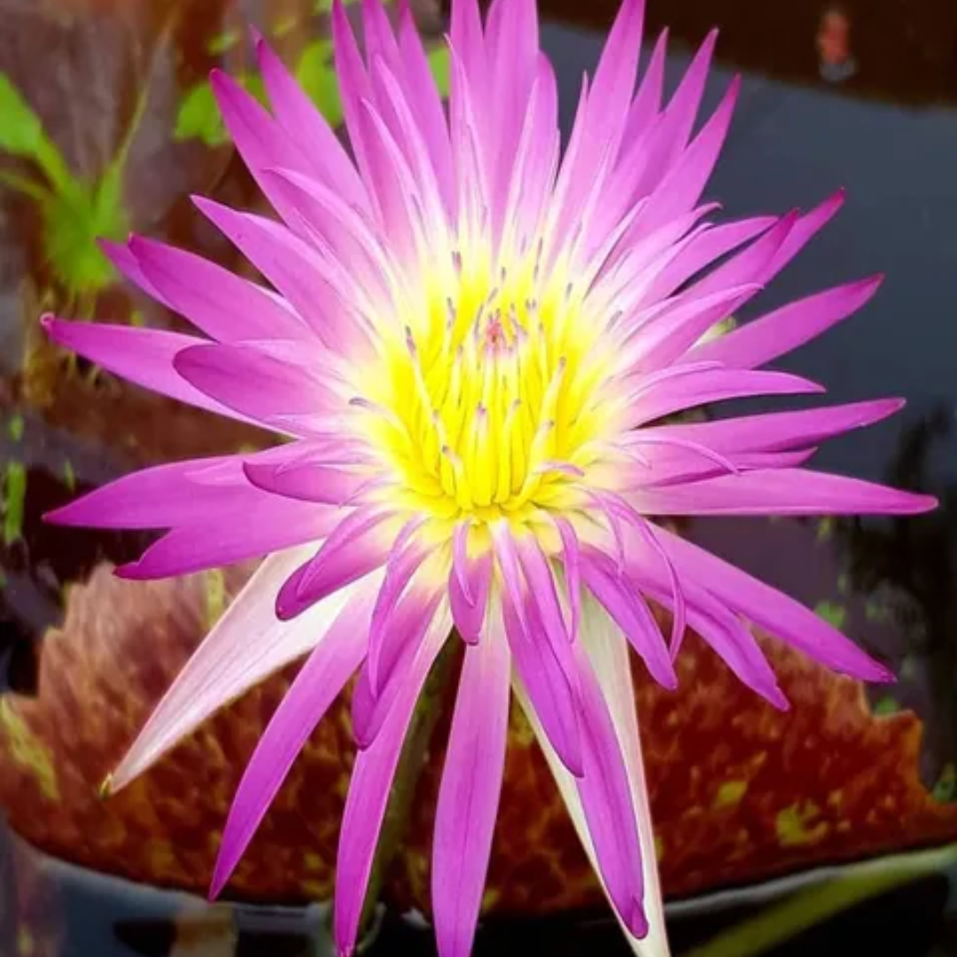 Pink Flamingo Tropical Waterlily